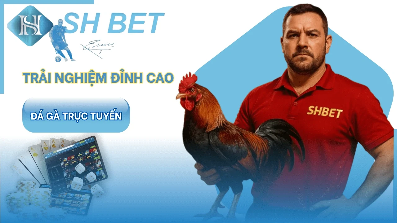 Trải nghiệm đá gà trực tuyến đỉnh cao tại SHBET